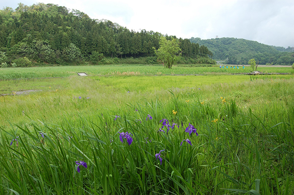 Nakaikemi flower2.jpg